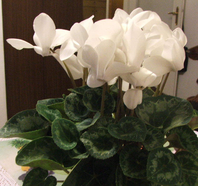 Cyclamen Intermediate White