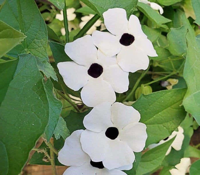 Thunbergia alata 'White Halo'