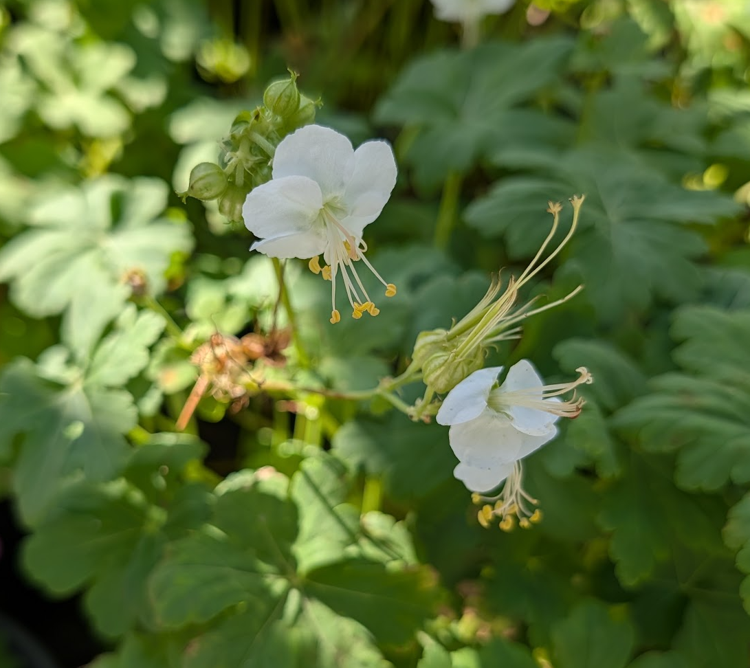 Geranium macrorrhizum 'White Ness'