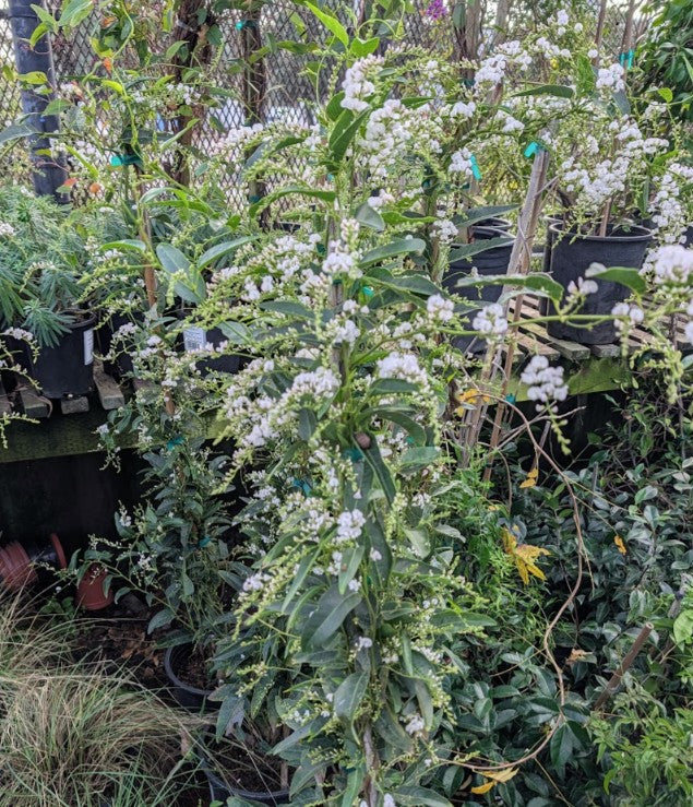 Hardenbergia violacea 'White Out'