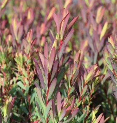 Leucadendron salignum 'Winter Red'