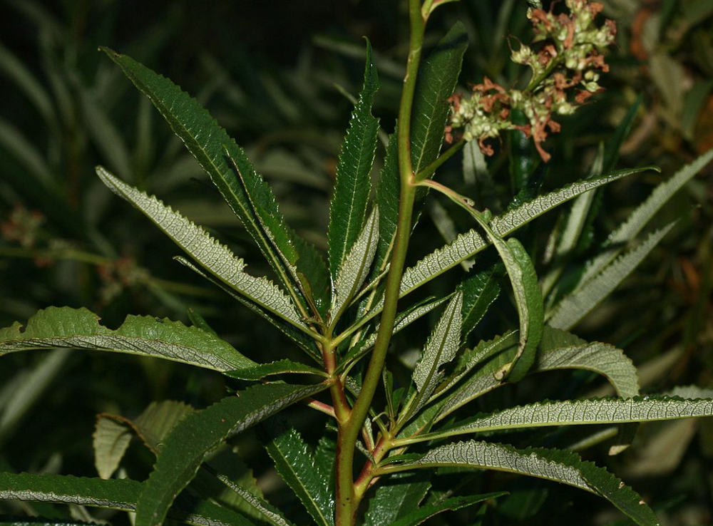 Eriodictyon californicum