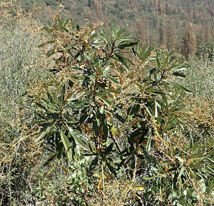 Eriodictyon californicum