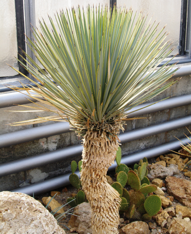 Yucca rostrata