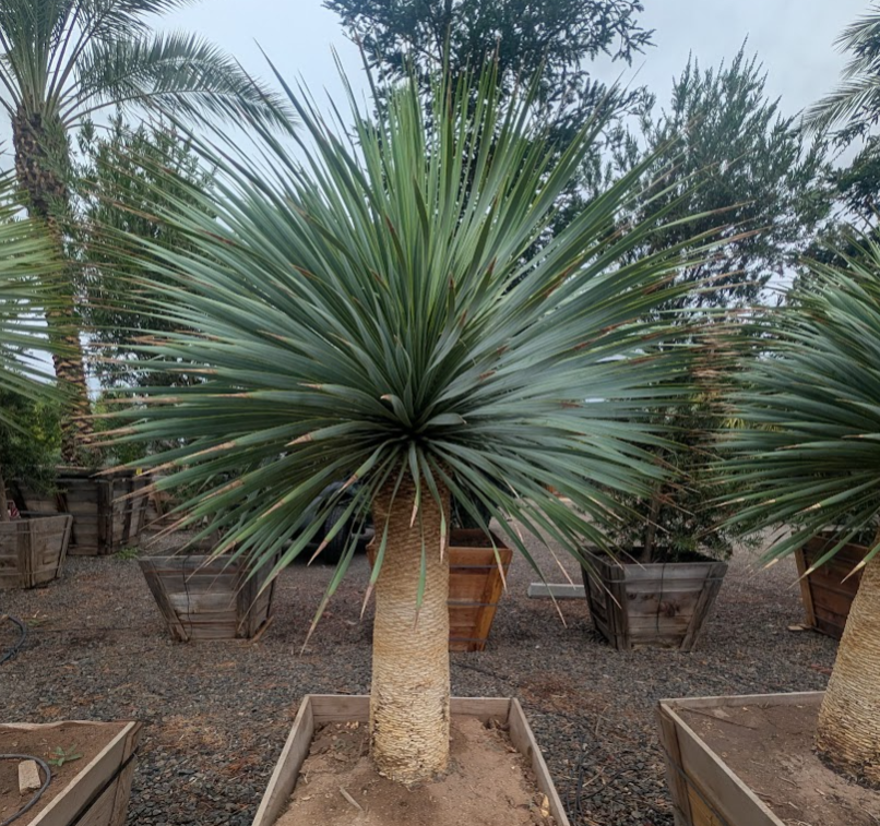 Yucca rostrata
