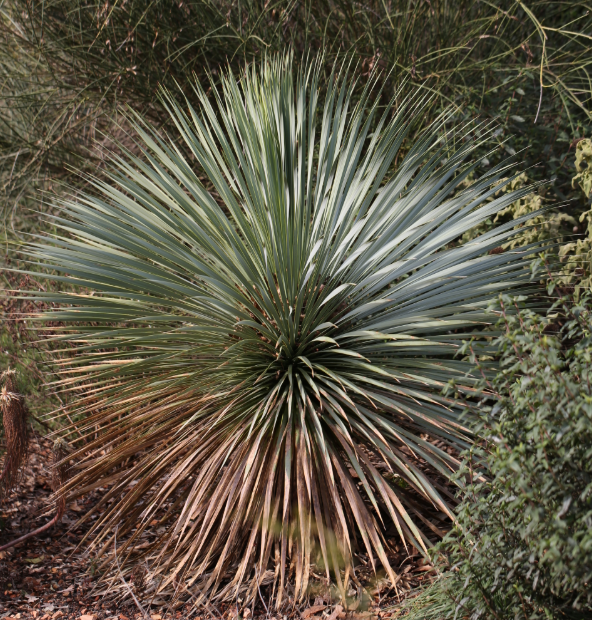Yucca rostrata – Heron's Head Nursery