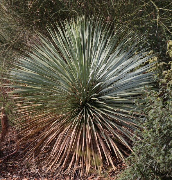 Yucca rostrata