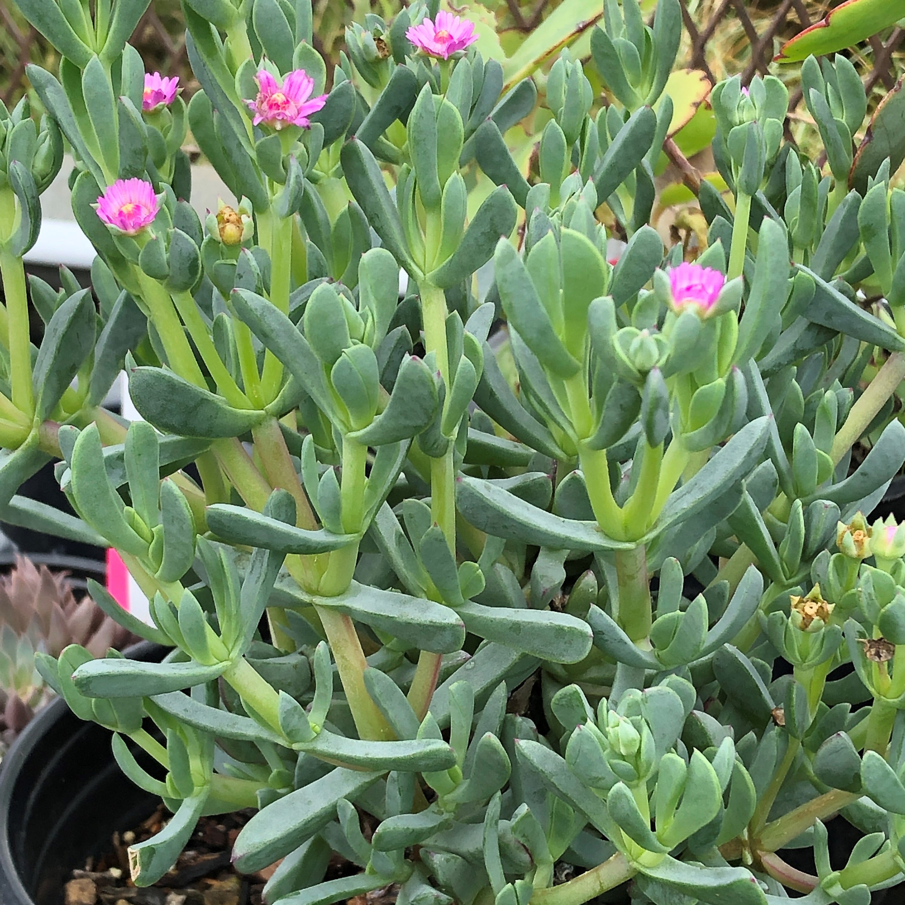 oscularia succulent Oscularia (Lampranthus) caulescens