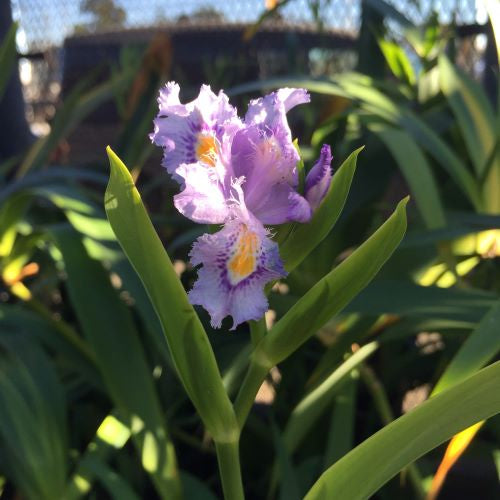 Iris confusa 'Chengdu'