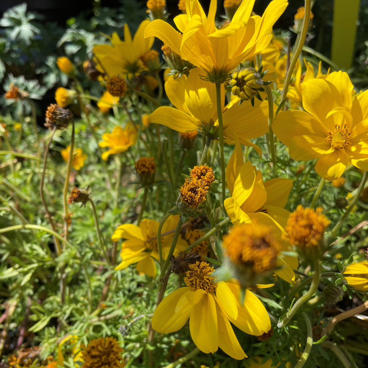 Goldilocks Rocks Bidens ferulifolia 'Goldilocks Rocks' – Heron's Head Nursery