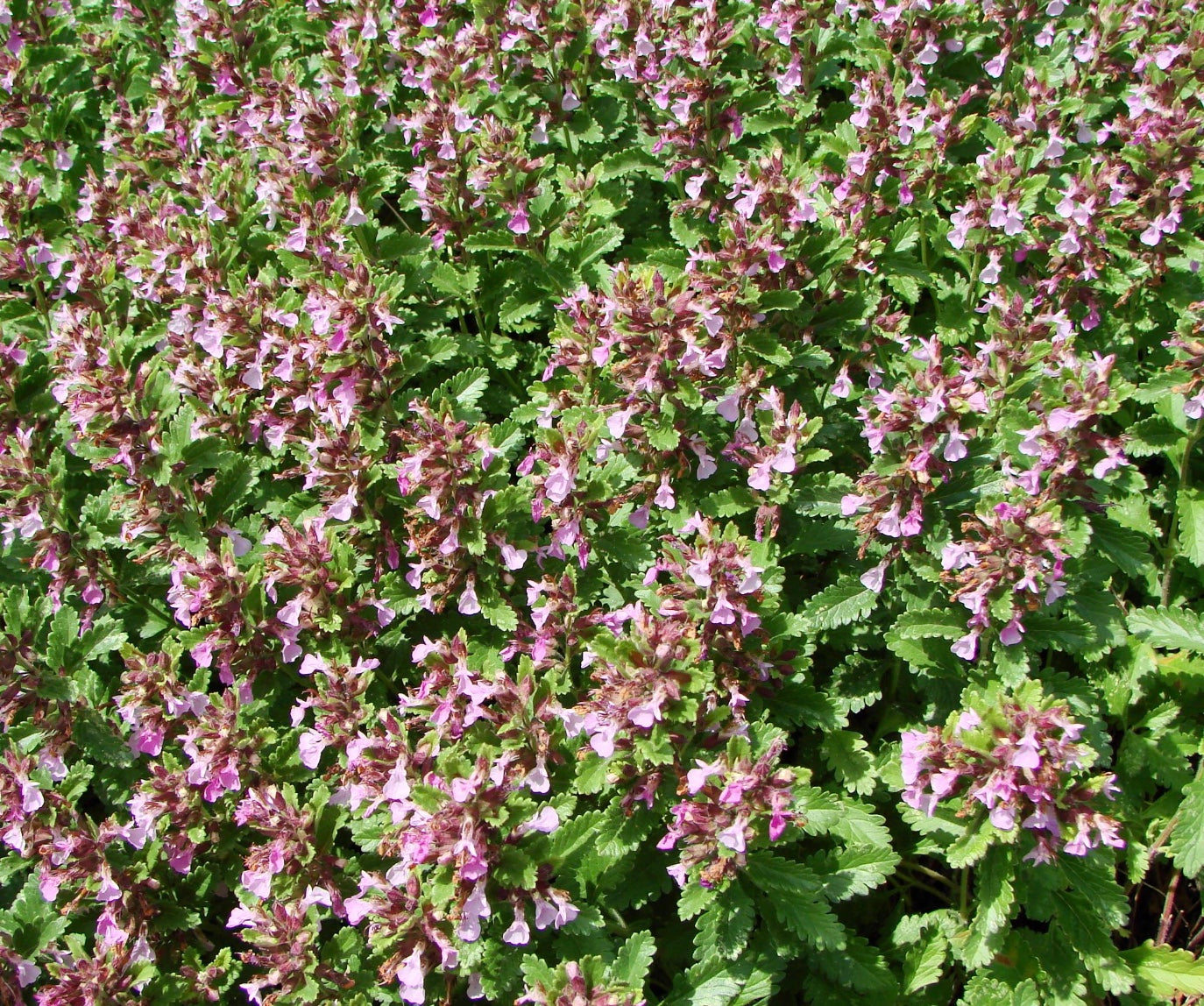 Teucrium chamaedrys 'Nanum'