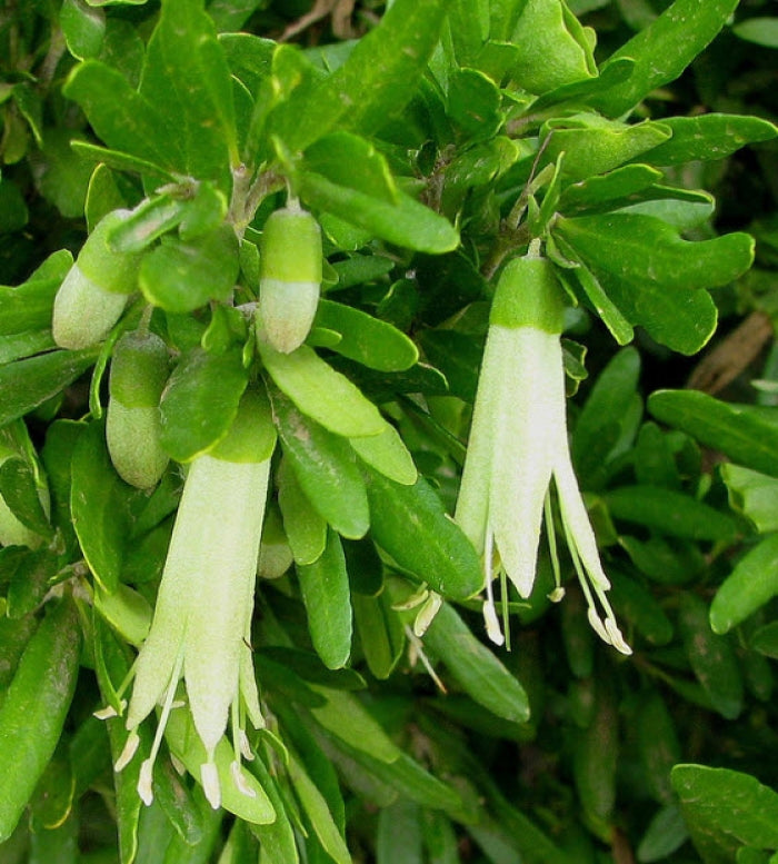 Correa glabra 'Coliban River'