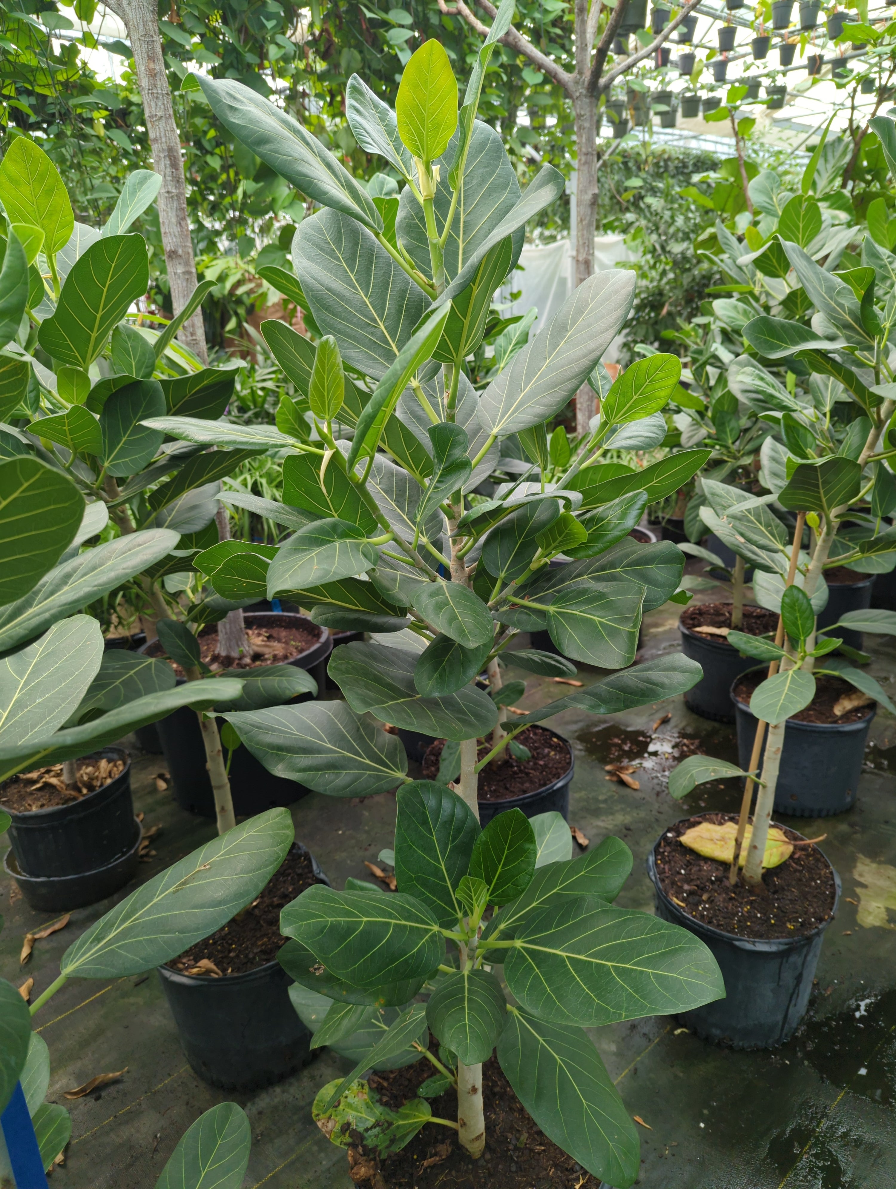 ficus benghalensis audrey for sale Ficus benghalensis 'Audrey'
