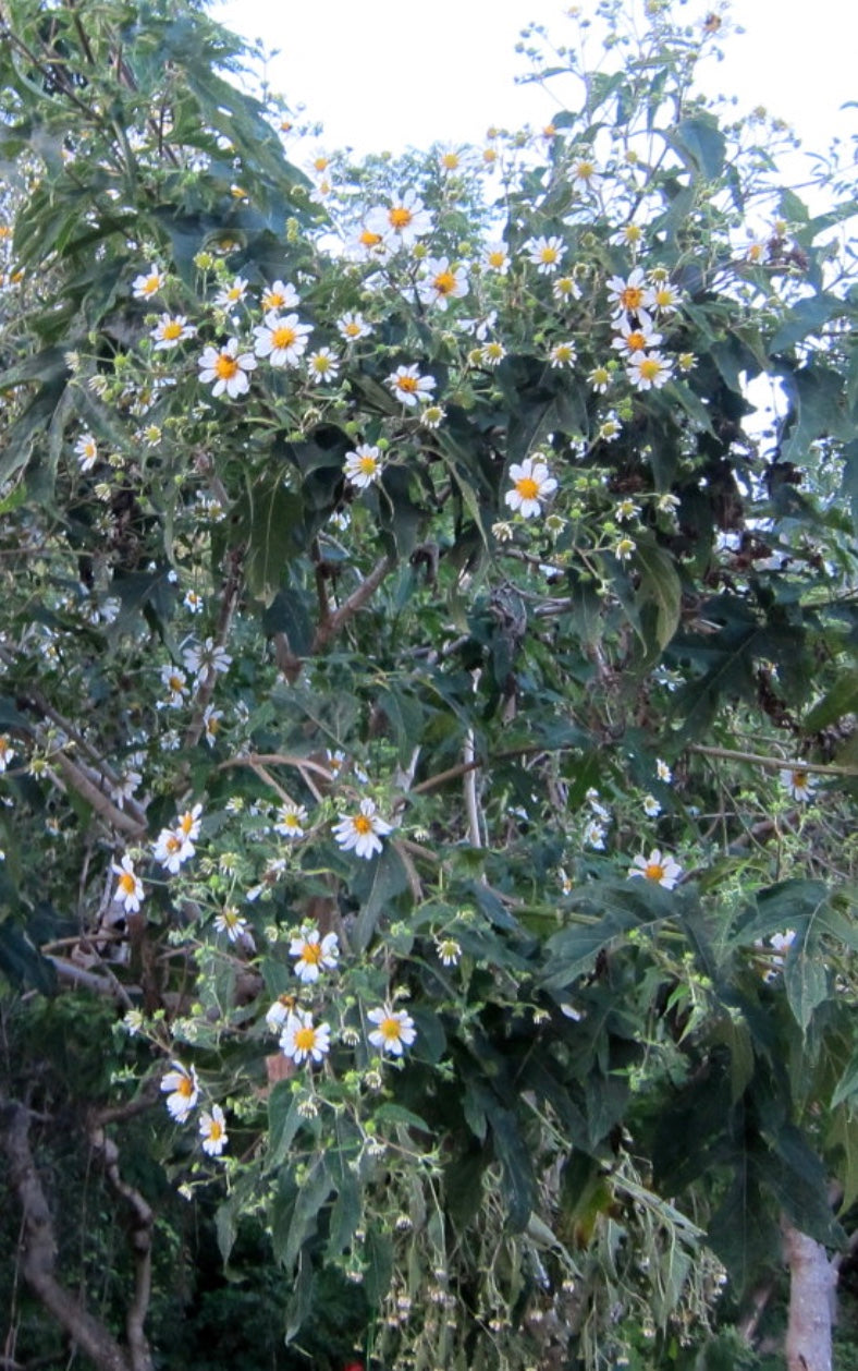 Montanoa grandiflora "Tree Daisy"
