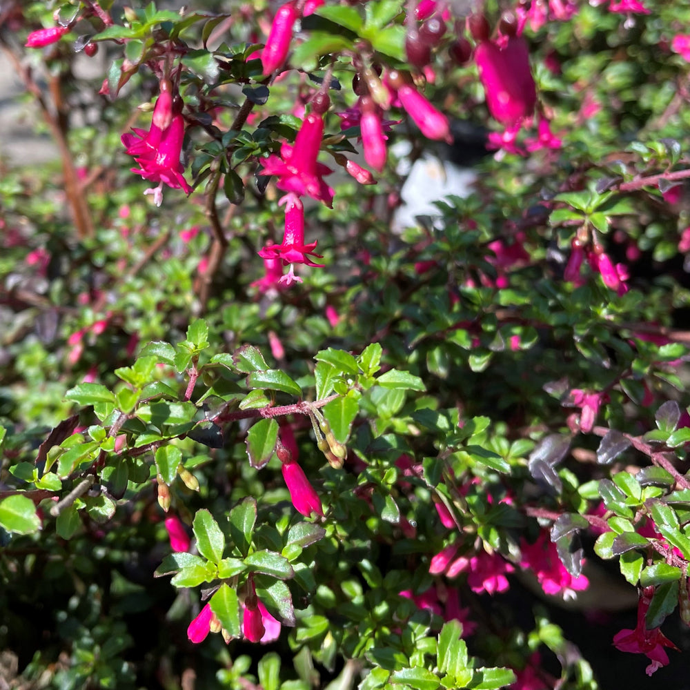 Fuchsia thymifolia