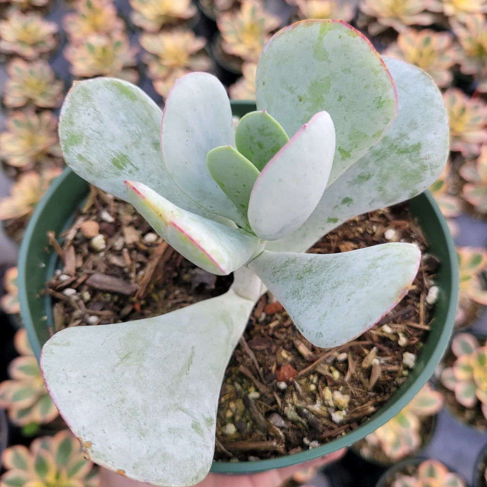 Cotyledon orbiculata