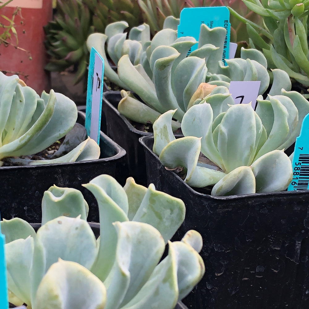 Echeveria runyonii 'Topsy Turvy'