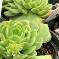 dondo succulent Echeveria derenbergi 'Dondo' – Heron's Head Nursery