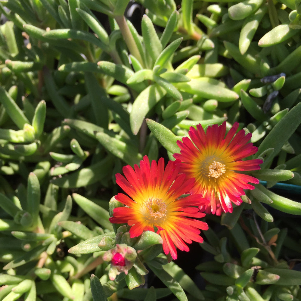 Delosperma Wheels of Wonder 'Fire Wonder'