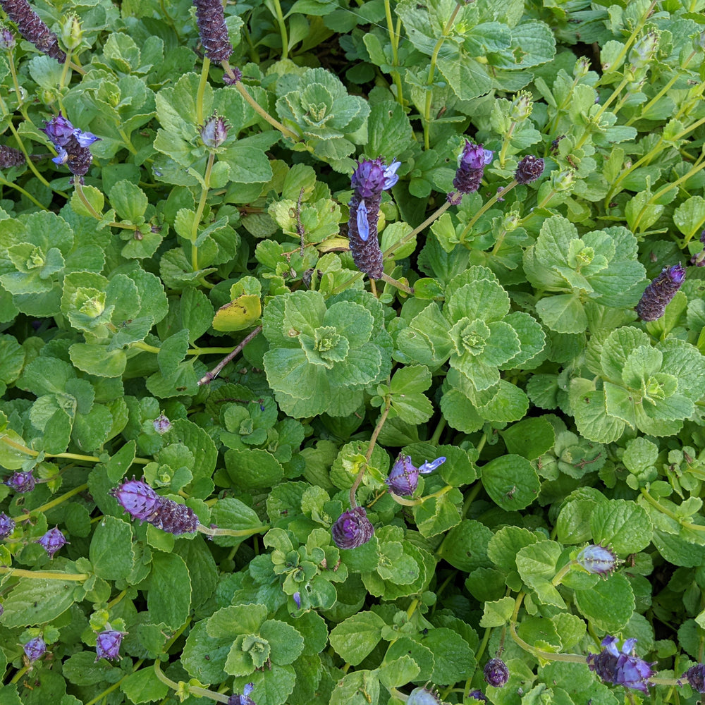 Plectranthus caninus