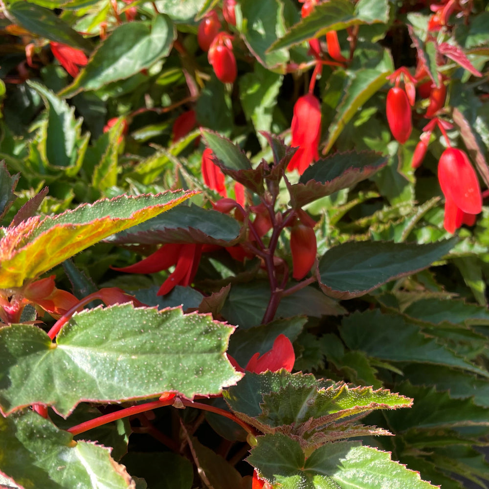 Begonia boliviensis 'Santa Cruz'