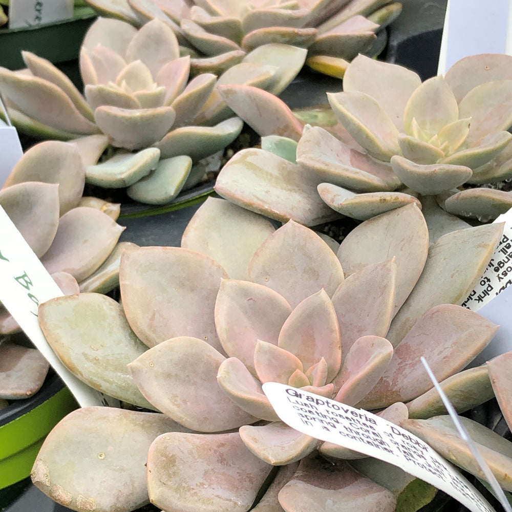 Graptoveria "Debbi" (10)