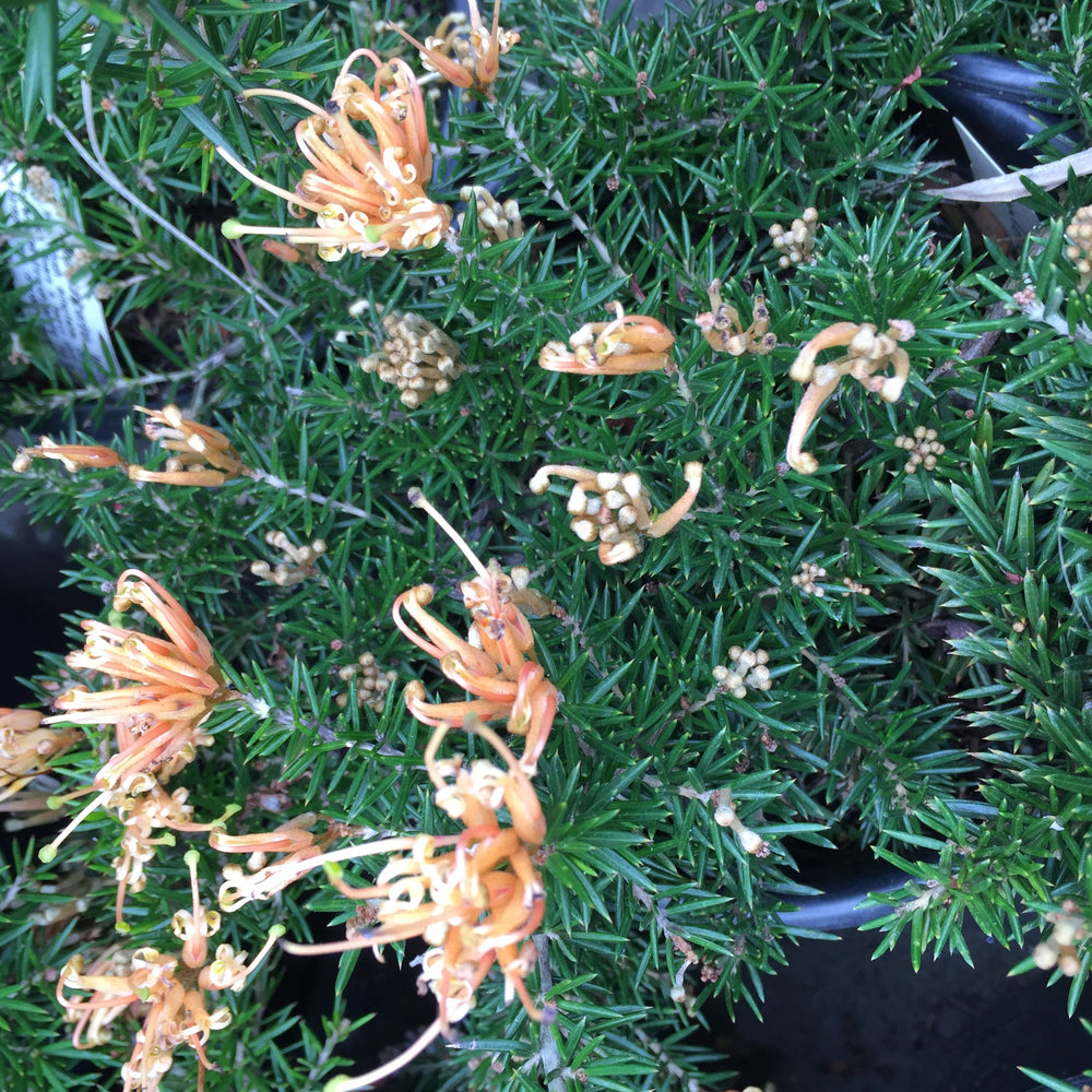 Grevillea juniperina 'Molonglo'