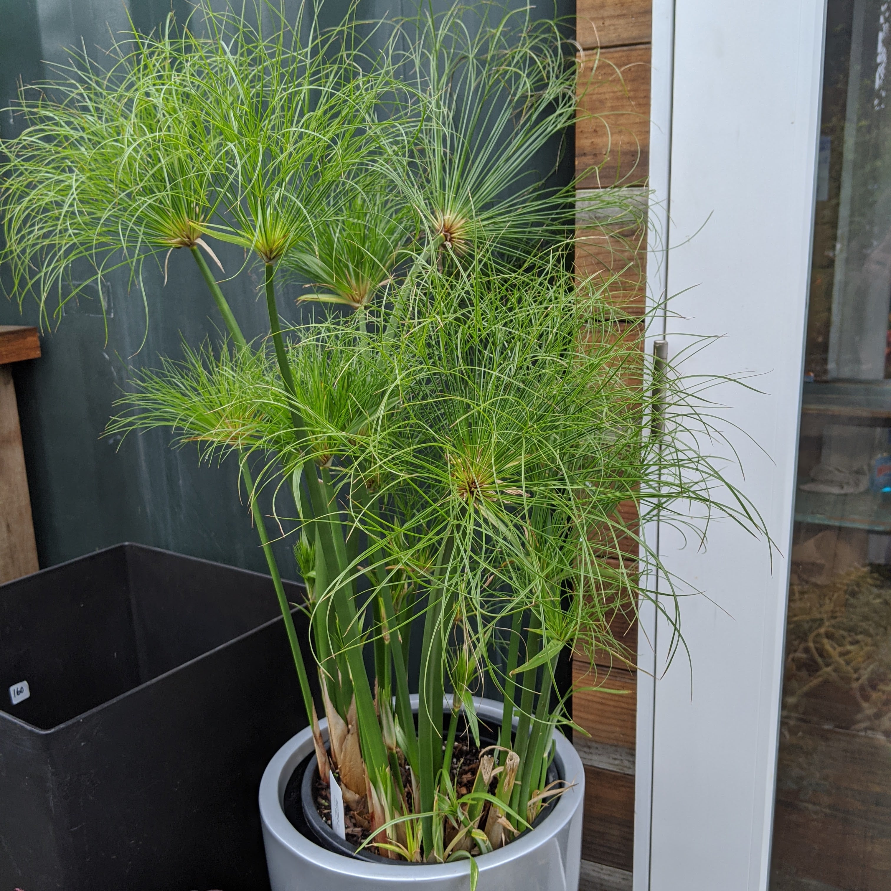 Dwarf Papyrus Cyperus Hoe Te Groeien Cyperus Haspan | EarthOne
