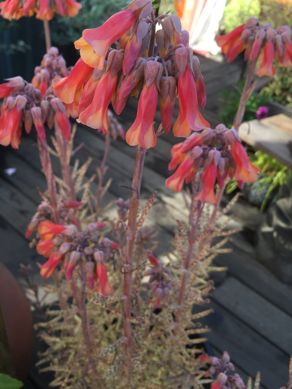 Kalanchoe delagoensis