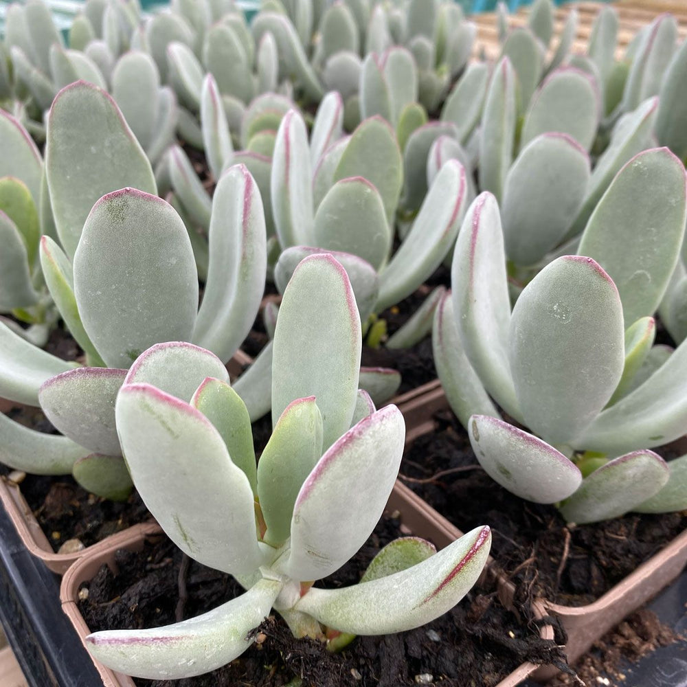 silver gray succulent Cotyledon orbiculata 'Silver Peak' – Heron's Head Nursery