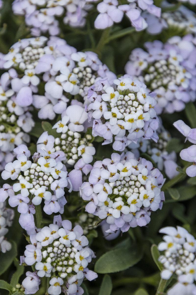 Iberis sempervirens First Flush 'Lavender'