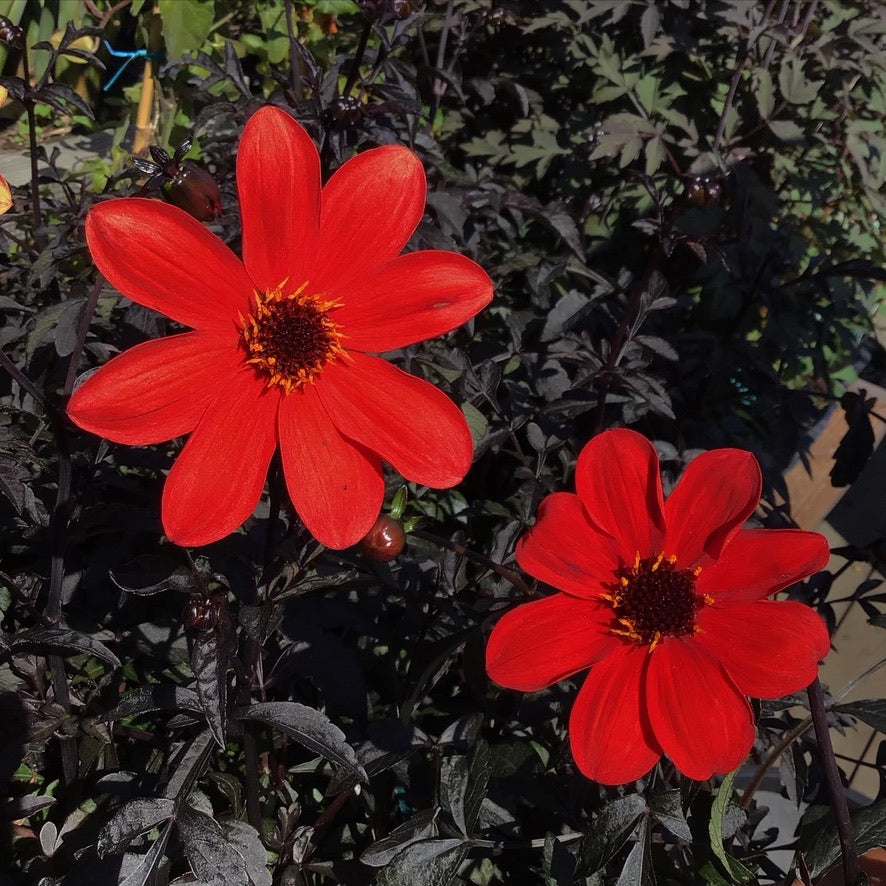 Dahlia hybrid 'Mystic Enchantment'