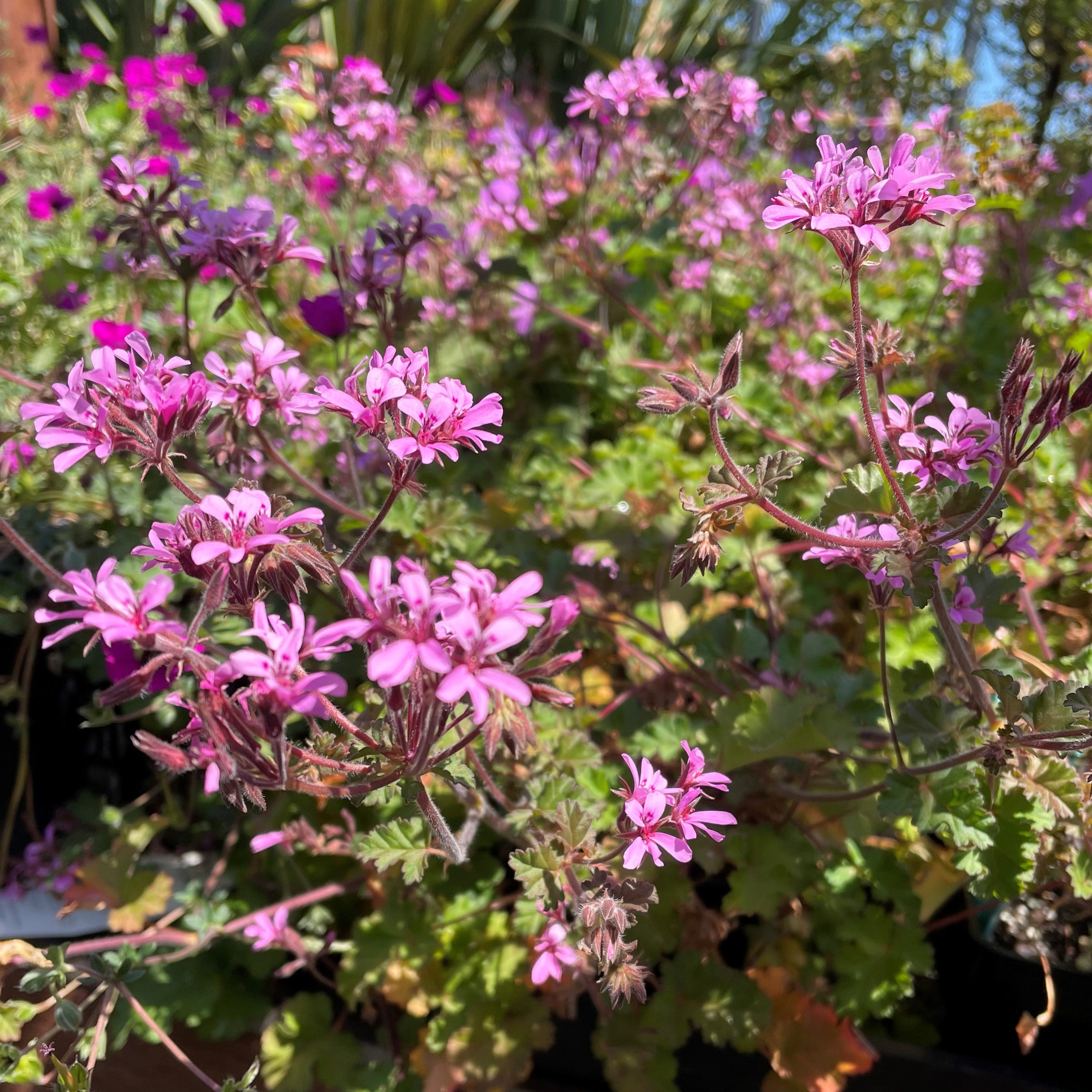 Pink Geranium Plant