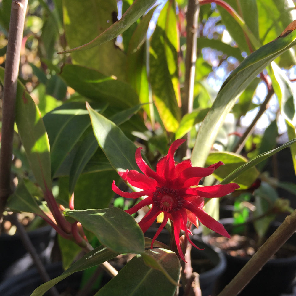 Illicium floridanum