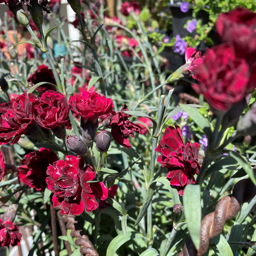 Dianthus caryophyllus 'Odessa Red'