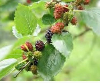 Morus (Mulberry) nigra 'Dwarf Everbearing'