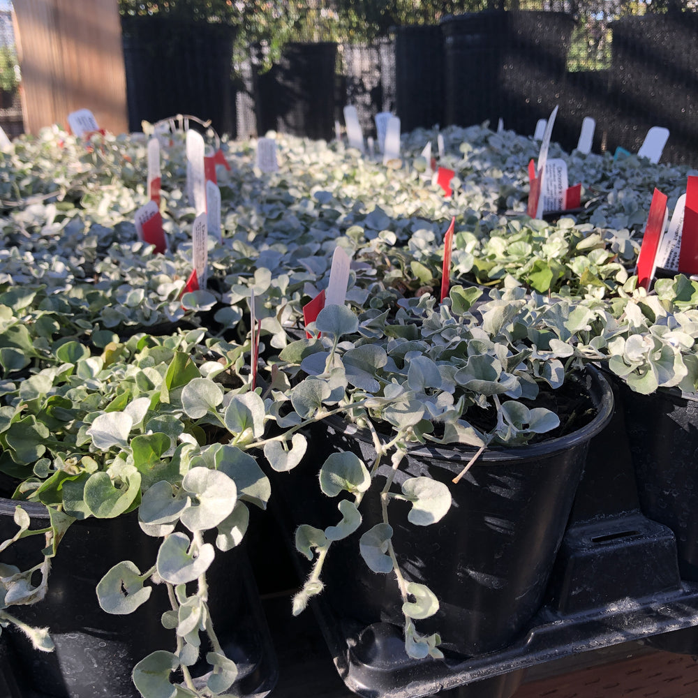 Dichondra argentea 'Silver Falls'