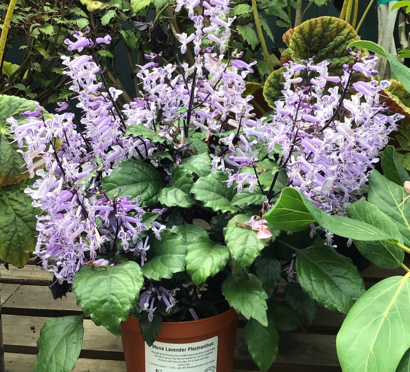 Plectranthus 'Mona Lavender' – Heron's Head Nursery