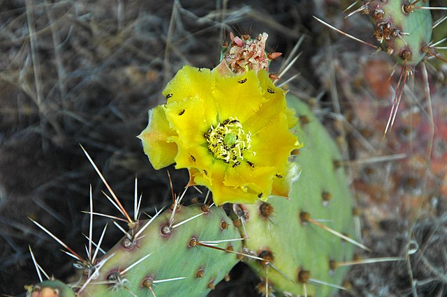 Opuntia 'Prickly Pear Cactus'