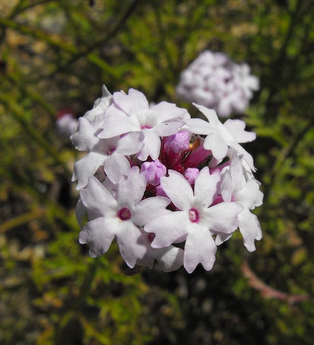 Verbena lilacina 'Paseo Rancho'