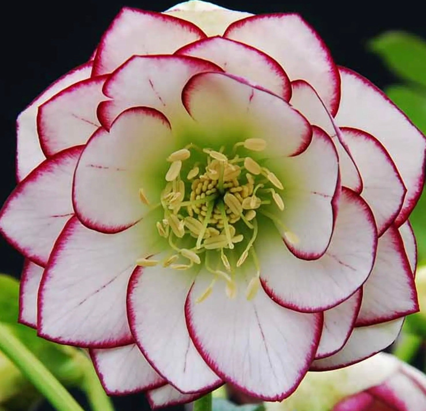 Helleborus (Hellebore) 'Winter Jewels™ 'Fire and Ice'