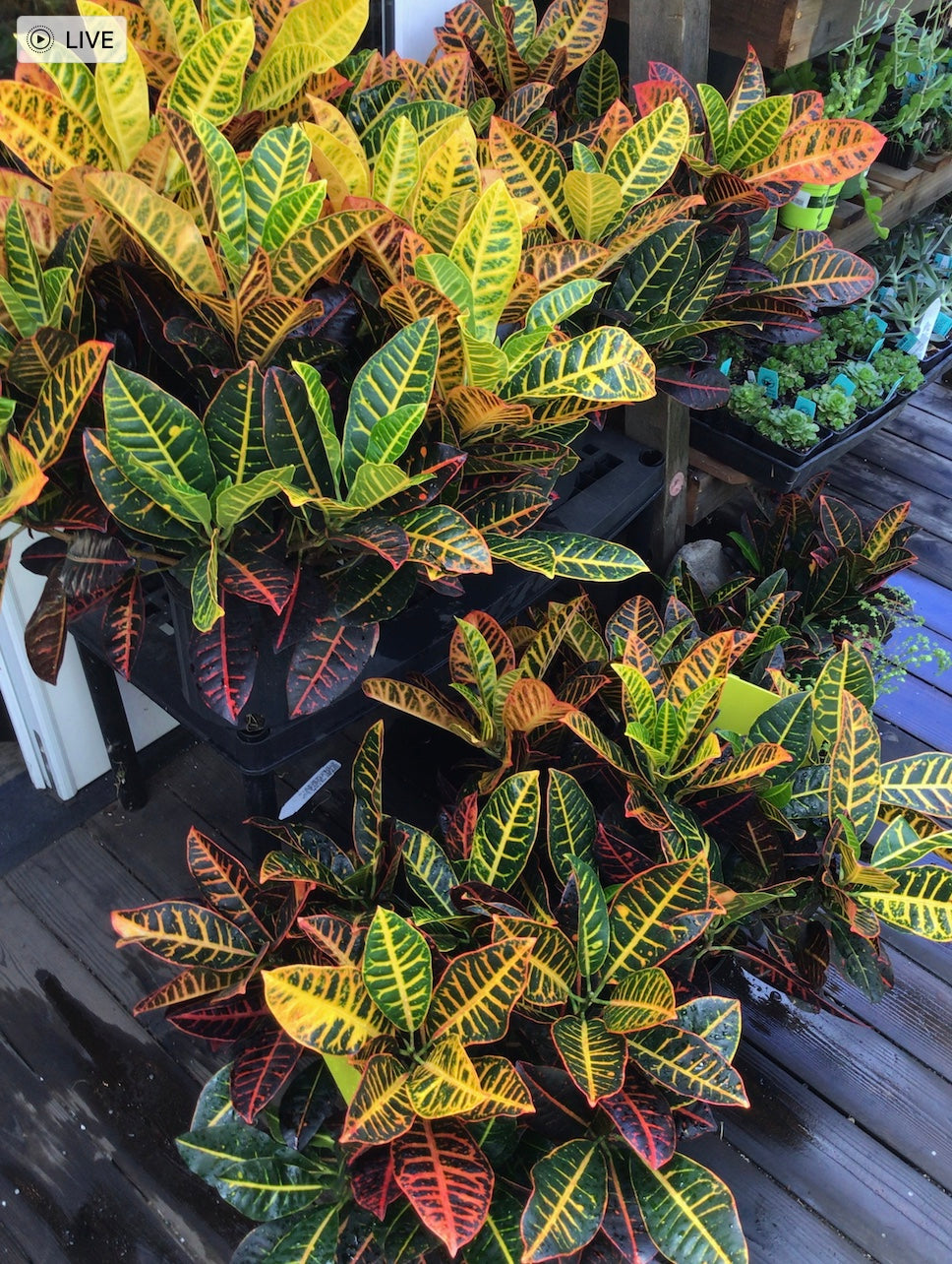 Croton 'Petra'