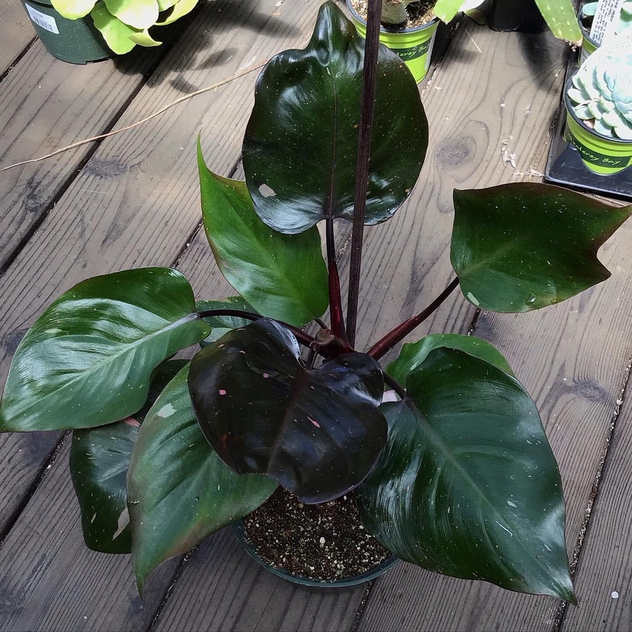 black princess philodendron Philodendron erubescens 'Pink Princess' – Heron's Head Nursery
