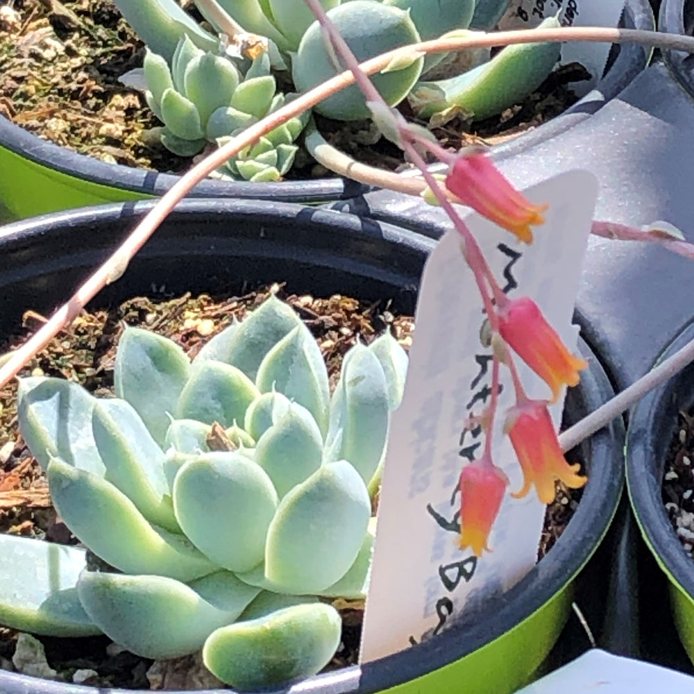 Echeveria albicans