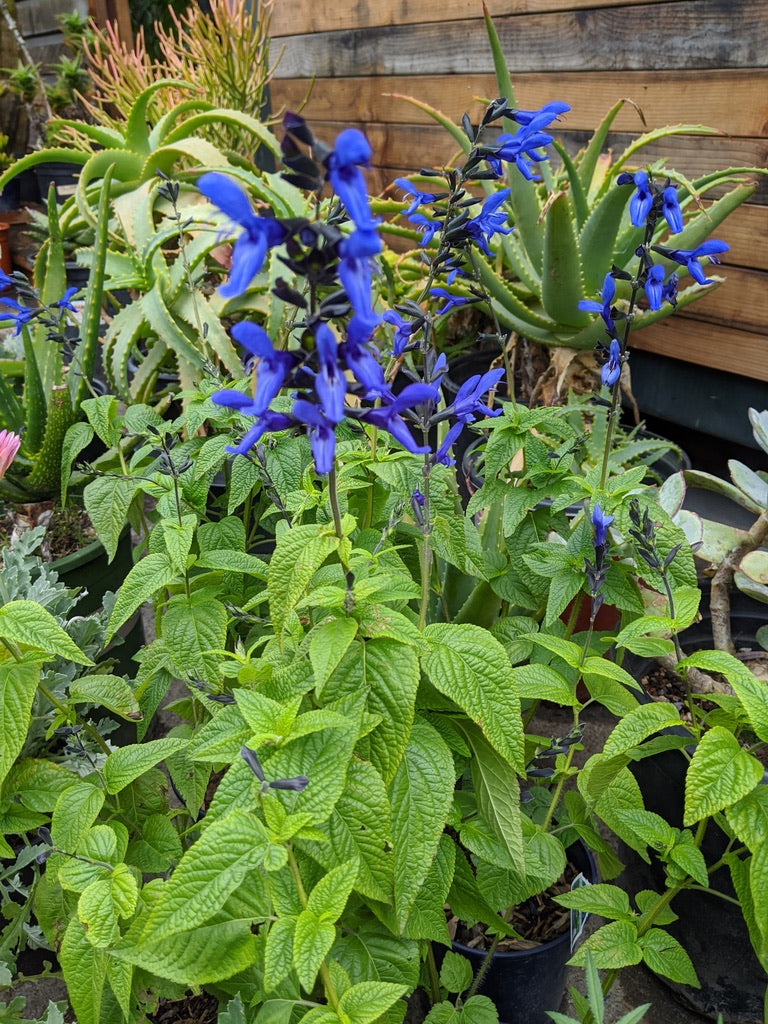 Salvia guaranitica "Black and Blue"