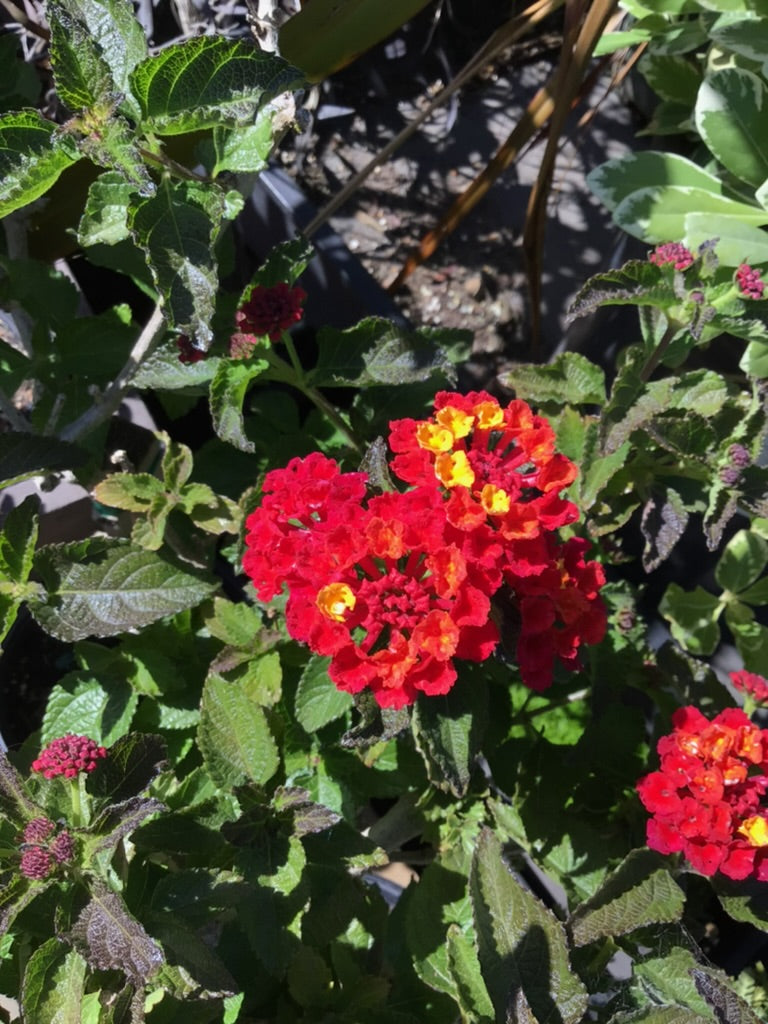 Lantana 'Dallas Red'