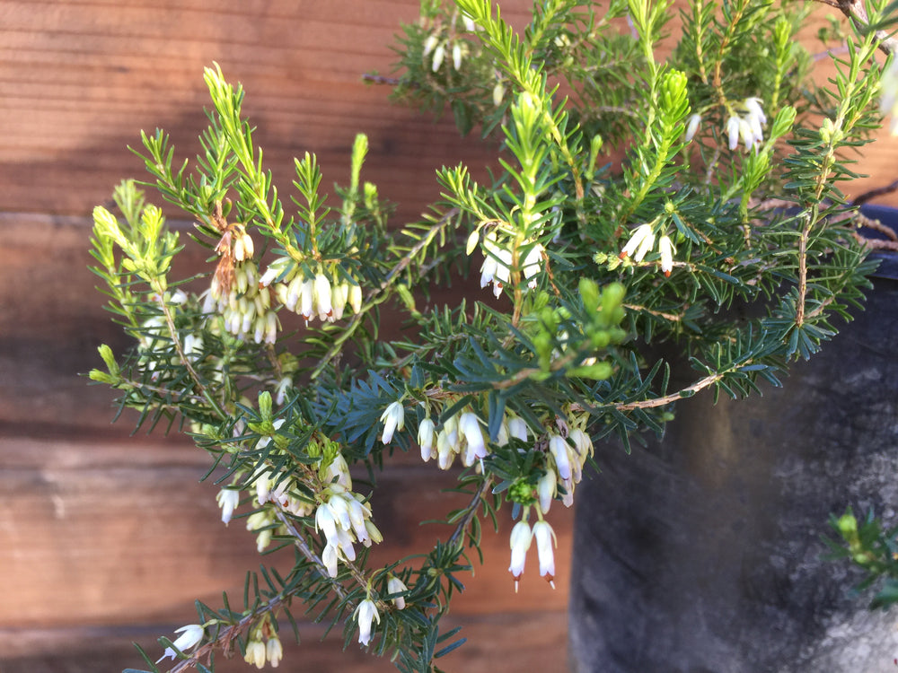 Erica carnea 'Springwood White'