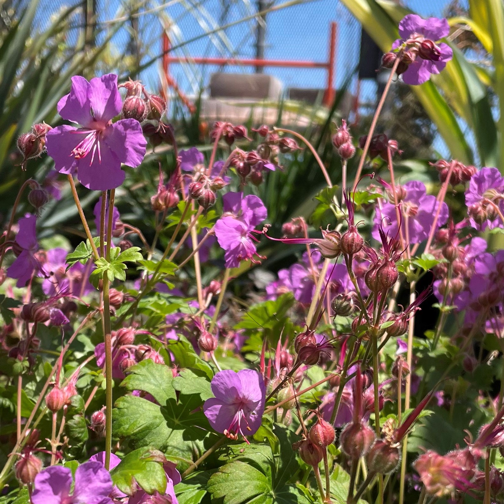 Geranium x cantabrigiense 'Karmina'