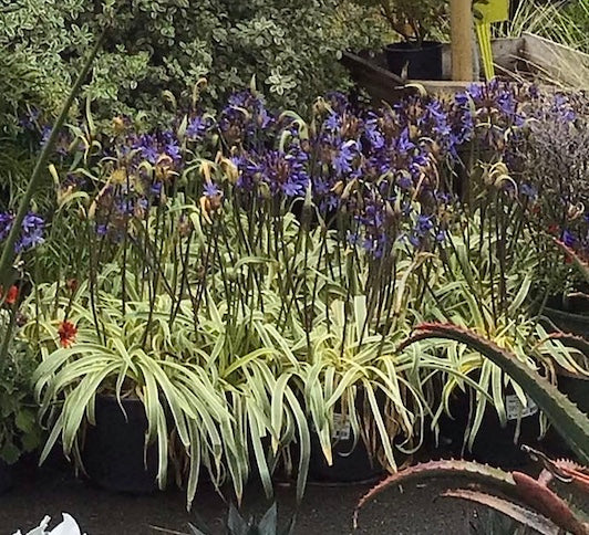 Agapanthus 'Gold Strike'