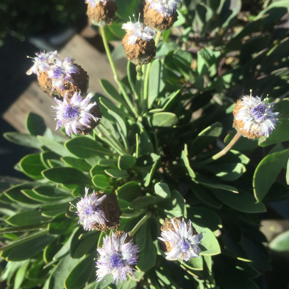 Globularia x indubia